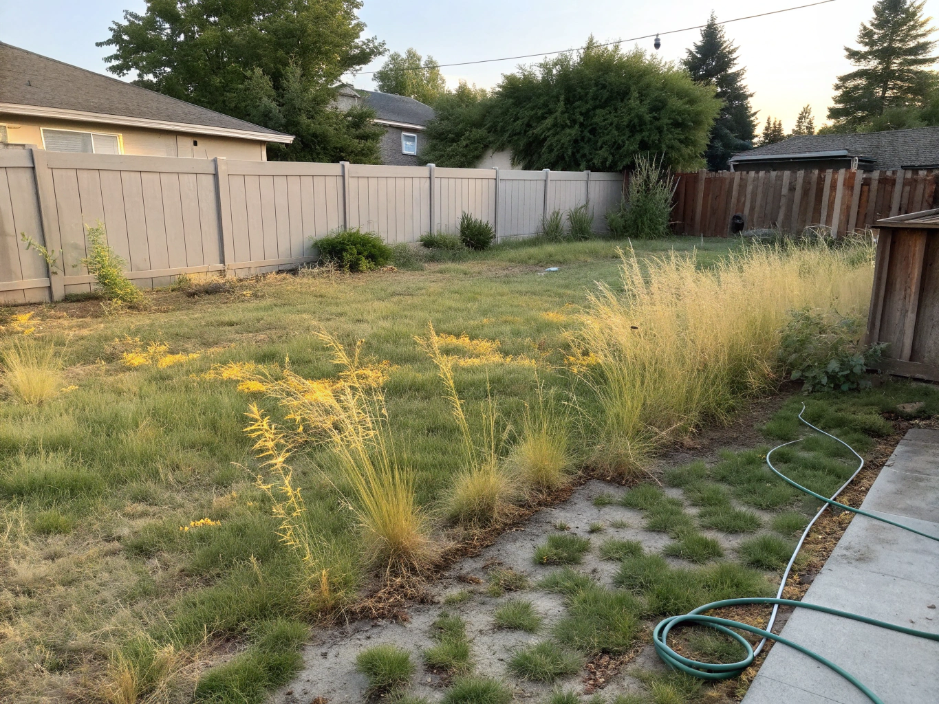 Plain front lawn with unshaped shrubs prior to design planning